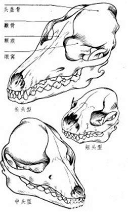 狗頭骨凸一塊|狗狗头骨后面有一块凸起的骨头